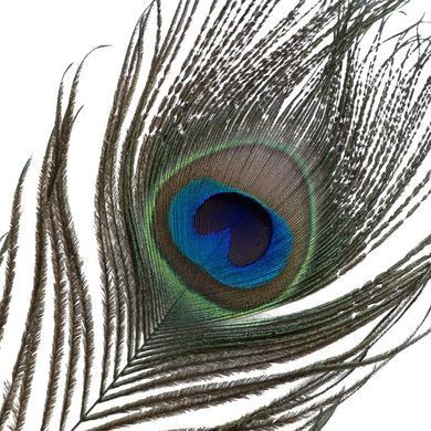 Лоскітка LOCKINK SEVANDA Natural Peacock Flirting Feather Tickler, пір&rsquo;я павича та страуса